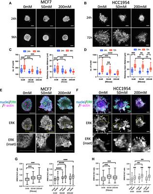 Extracellular matrix stiffness activates mechanosensitive signals but limits breast cancer cell spheroid proliferation and invasion
